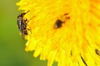 mosca mosca