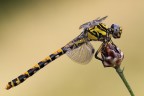 Onychogomphus uncatus Onychogomphus uncatus