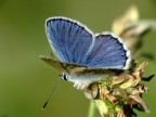 Nel blu ... Nel blu ...