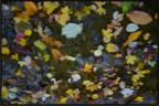 Reflexis Reflexis