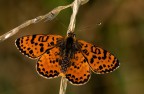 Melitaea didyma Melitaea didyma