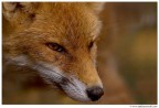 Fox Fox
