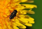 un'altra mosca...
