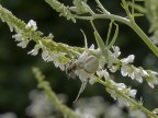 ragno bianco ragno bianco