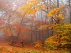 Faggi nella nebbia Faggi nella nebbia
