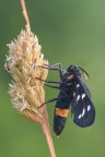 Amata phegea Amata phegea