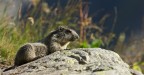 Marmotta Marmotta
