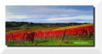 Chianti DOCG