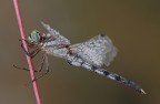 Orthetrum albistylum Orthetrum albistylum