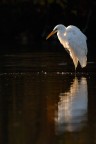 Airone Bianco Maggiore al tramonto... Airone Bianco Maggiore al tramonto...