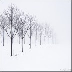 Elementale Elementale