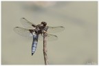 Libellula depressa Libellula depressa