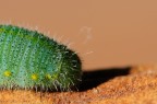 Parsimmon Maggot