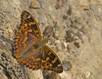 apaturia ilia apaturia ilia