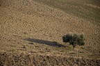 Olivo solitario Olivo solitario