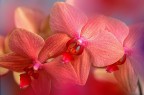 Orchidee
