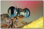 Una ripresa lampo per la calopterix Una ripresa lampo per la calopterix