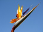 strelitzia strelitzia