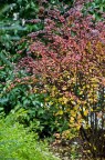 Autunno in giardino Autunno in giardino