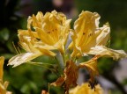 Dal Giardino di casa