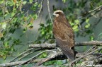 Falco di palude Falco di palude