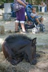 Cuccioli Cuccioli
