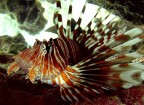 Pterois volitans, conosciuto comunemente come Pesce scorpione pericoloso per I primi raggi della pinna dorsale e di quella anale che sono in realt aculei veleniferi