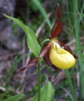 Cypripedium Calceolus - Scarpetta di Venere Cypripedium Calceolus - Scarpetta di Venere