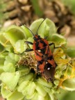lygaeus saxatilis lygaeus saxatilis