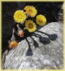 fioriture primaverili in montagna fioriture primaverili in montagna