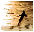 virata stretta virata stretta