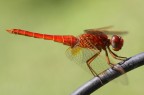 Crocothemis erythraea (libellula Rossa) Crocothemis erythraea (libellula Rossa)