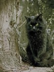 Gatto nero Gatto nero