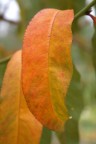 L'autunno L'autunno