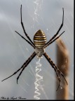 SPIDER 3 - vi ripropongo lo stesso ragno che avevo perso da SPIDER 3 - vi ripropongo lo stesso ragno che avevo perso da