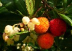 Arbutus Arbutus