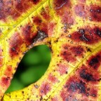 L'erba del vicino.... L'erba del vicino....