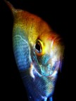 rainbowfish rainbowfish