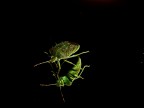 cimice specchiata cimice specchiata