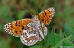 ciao a tutti
melitaea phoebe fotografata in montagna in posa insolita con ben visibile la parte inferiore