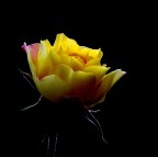 Rosellina appariscente.... Rosellina appariscente....