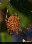 Ragno difficile (araneus diadematus) Ragno difficile (araneus diadematus)