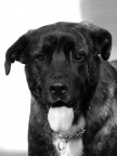 IL CANE PIU' BUONO DEL MONDO