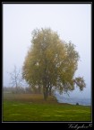 Autunno sul lago di Candia.
Suggerimenti e critiche sempre ben accetti.