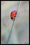 Coccinella Coccinella