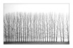 Twenty-nine trees Twenty-nine trees