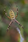 Argiope bruennichi Argiope bruennichi