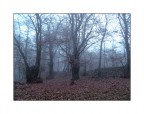 nel mio bosco... nel mio bosco...