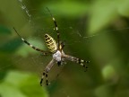 oly520 70-300 @202  f9  1/500  iso400 mano libera

hires
http://img340.imageshack.us/img340/6008/argiope1143731.jpg