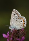 Canon EOS 450D, Tv 1/160Sec., Av F9.0, ISO 200, Tamron90mm, Flash On.

Graditi commenti e critiche.
Grazie.
Ciao O_